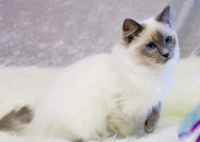 willowtree ragdoll